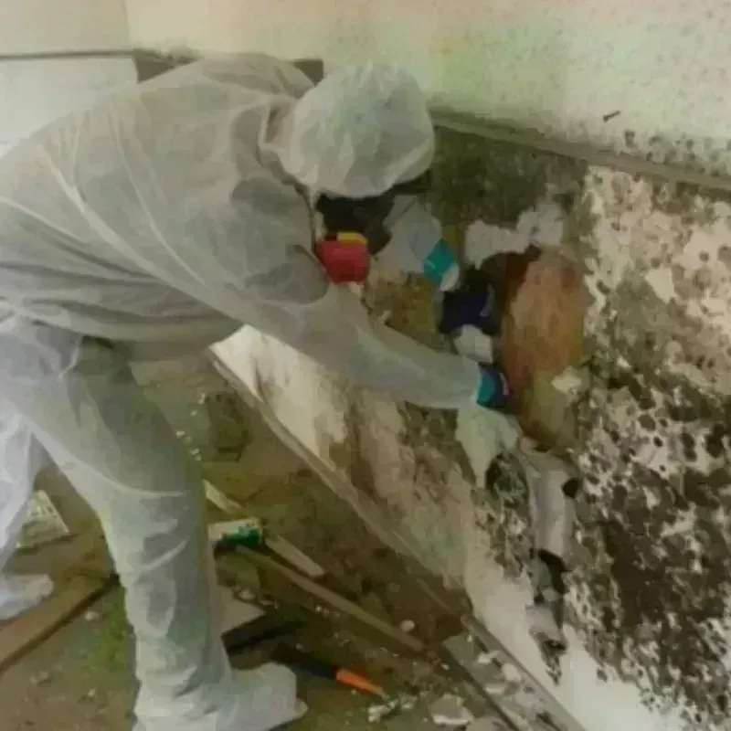 Mold Remediation and Removal in Alamosa, CO